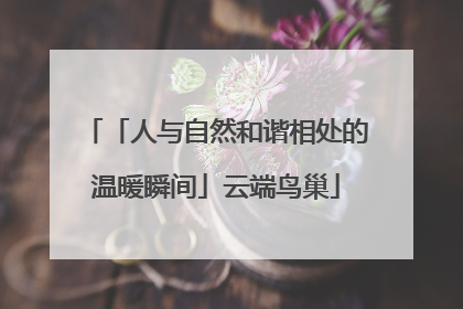 「人与自然和谐相处的温暖瞬间」云端鸟巢