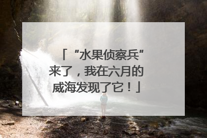 “水果侦察兵”来了，我在六月的威海发现了它！
