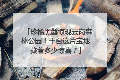 珍稀黑鹳惊现云岗森林公园！丰台这片宝地藏着多少惊喜？