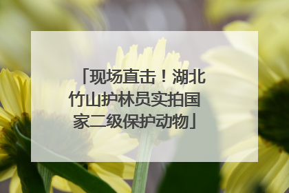 现场直击！湖北竹山护林员实拍国家二级保护动物