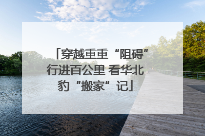 穿越重重“阻碍”行进百公里 看华北豹“搬家”记