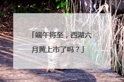 端午将至，西湖六月黄上市了吗？