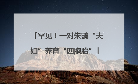 罕见！一对朱鹮“夫妇”养育“四胞胎”