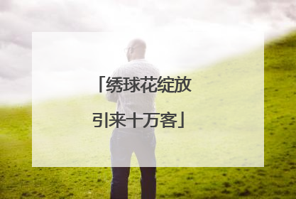 绣球花绽放 引来十万客