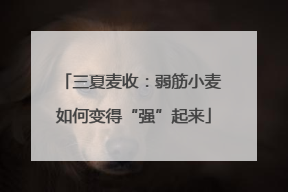 三夏麦收：弱筋小麦如何变得“强”起来