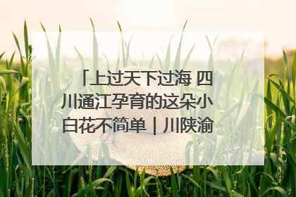 上过天下过海 四川通江孕育的这朵小白花不简单｜川陕渝网络名人巴中行