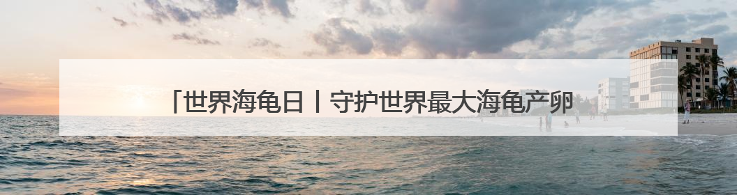 世界海龟日丨守护世界最大海龟产卵 特多“守夜人”坚守海滩30多年