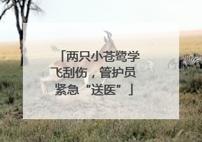 两只小苍鹭学飞刮伤，管护员紧急“送医”
