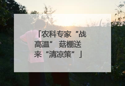 农科专家“战高温” 菇棚送来“清凉策”
