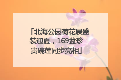 北海公园荷花展盛装迎夏，169盆珍贵碗莲同步亮相