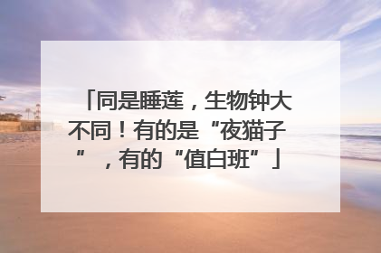 同是睡莲，生物钟大不同！有的是“夜猫子”，有的“值白班”