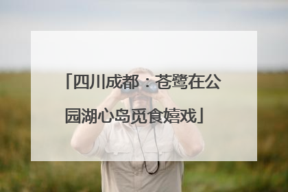 四川成都：苍鹭在公园湖心岛觅食嬉戏