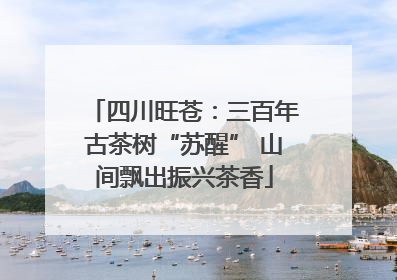 四川旺苍：三百年古茶树“苏醒” 山间飘出振兴茶香
