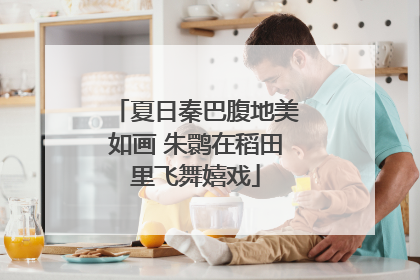 夏日秦巴腹地美如画 朱鹮在稻田里飞舞嬉戏