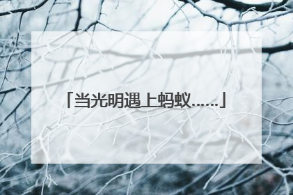 当光明遇上蚂蚁……