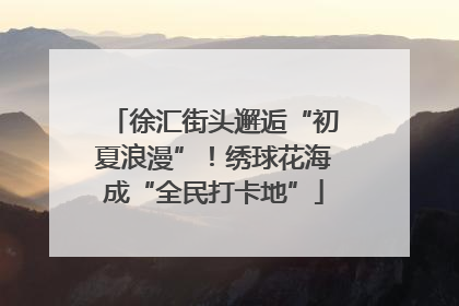 徐汇街头邂逅“初夏浪漫”！绣球花海成“全民打卡地”