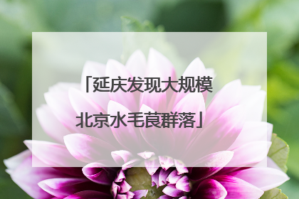 延庆发现大规模北京水毛茛群落