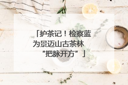 护茶记！检察蓝为景迈山古茶林 “把脉开方”