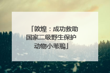 敦煌：成功救助国家二级野生保护动物小苇鳽