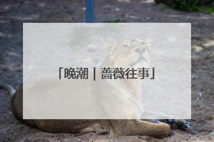 晚潮｜蔷薇往事