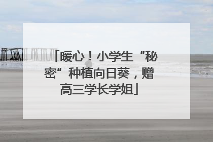 暖心！小学生“秘密”种植向日葵，赠高三学长学姐