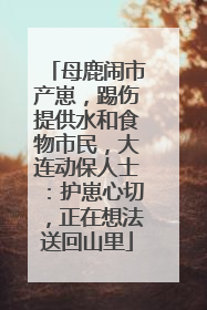 母鹿闹市产崽，踢伤提供水和食物市民，大连动保人士：护崽心切，正在想法送回山里