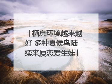 栖息环境越来越好 多种夏候鸟陆续来厦恋爱生娃