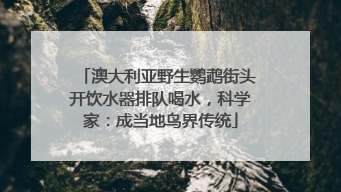 澳大利亚野生鹦鹉街头开饮水器排队喝水，科学家：成当地鸟界传统