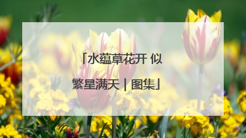水蕴草花开 似繁星满天｜图集