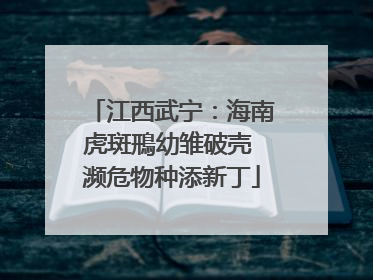 江西武宁：海南虎斑鳽幼雏破壳 濒危物种添新丁