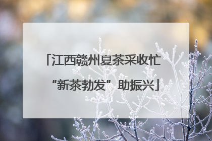 江西赣州夏茶采收忙 “新茶勃发”助振兴