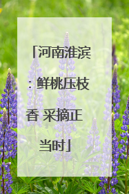 河南淮滨：鲜桃压枝香 采摘正当时