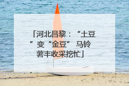 河北昌黎：“土豆”变“金豆” 马铃薯丰收采挖忙