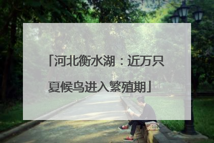 河北衡水湖：近万只夏候鸟进入繁殖期