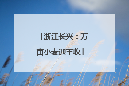 浙江长兴：万亩小麦迎丰收