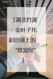 湖北竹溪：金叶子托起田埂上的“致富经”
