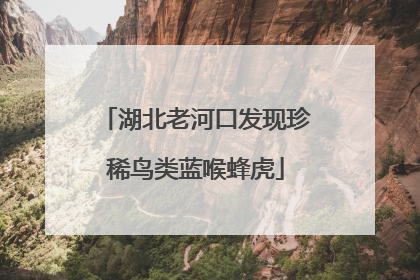湖北老河口发现珍稀鸟类蓝喉蜂虎