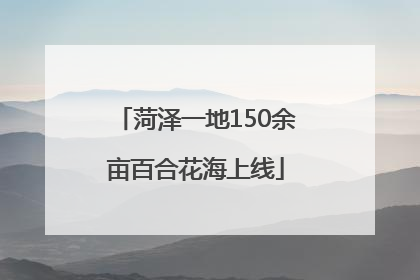 菏泽一地150余亩百合花海上线