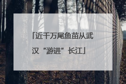 近千万尾鱼苗从武汉“游进”长江