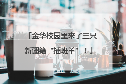 金华校园里来了三只新疆籍“插班羊”！