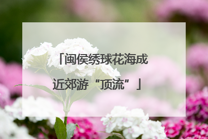 闽侯绣球花海成近郊游“顶流”