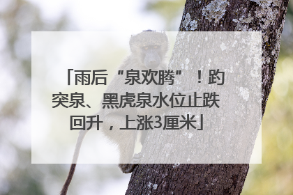 雨后“泉欢腾”！趵突泉、黑虎泉水位止跌回升，上涨3厘米