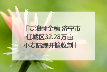 麦浪翻金穗 济宁市任城区32.28万亩小麦陆续开镰收割